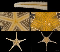Iconaster longimanus•&copy; Rene Ong•All Rights Reserved