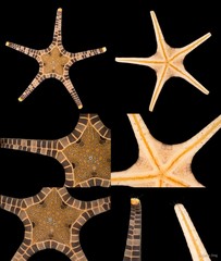 Iconaster longimanus•&copy; Rene Ong•All Rights Reserved
