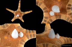 Iconaster longimanus•&copy; CMBS photography team•All Rights Reserved