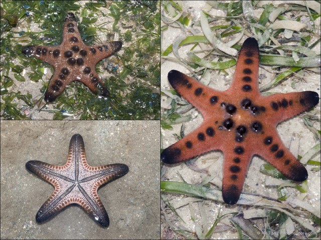 Protoreaster nodosus•&copy; Ria Tan•All Rights Reserved