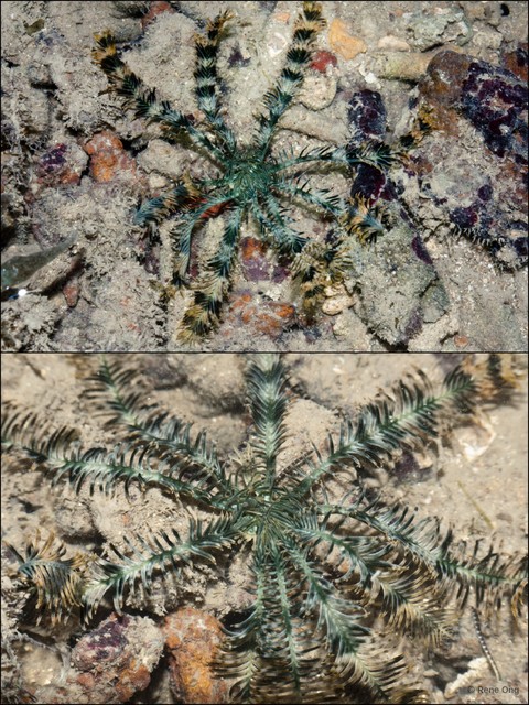 Crinoidea sp. "a7ee52bf"•&copy; Rene Ong•All Rights Reserved
