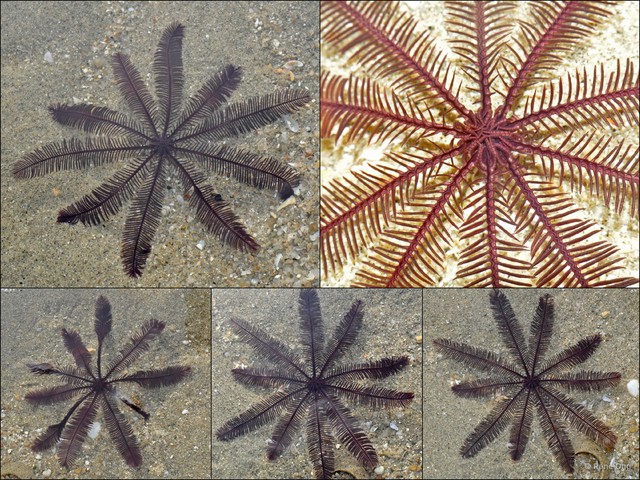 Crinoidea sp. "a7ee52c2"•&copy; Rene Ong•All Rights Reserved