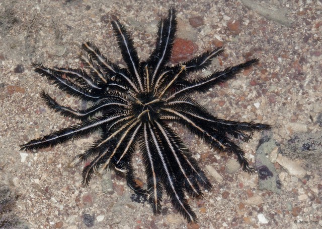 Crinoidea sp. "a7ee52c5"•&copy; Rene Ong•All Rights Reserved
