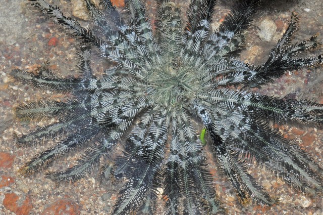 Crinoidea sp. "a7ee52c8"•&copy; Rene Ong•All Rights Reserved