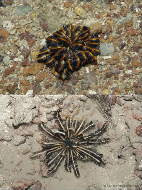 Crinoidea sp. "aadf7570"•&copy; Ria Tan•All Rights Reserved