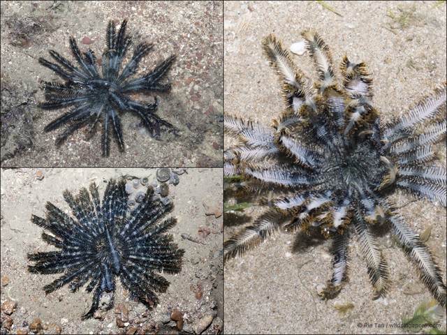 Crinoidea sp. "aadf7573"•&copy; Ria Tan•All Rights Reserved