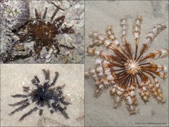 Crinoidea sp. "aadf7576"