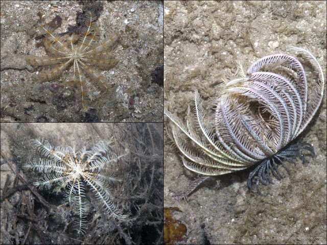 Crinoidea sp. "aadf7579"•&copy; Ria Tan•All Rights Reserved