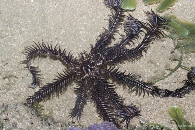Crinoidea sp. "aadf757c"•&copy; Ria Tan•All Rights Reserved