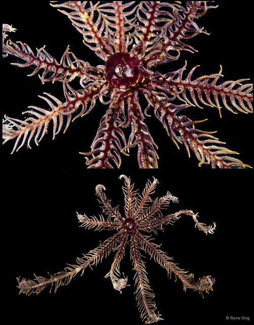 Crinoidea sp. "Feather star 5414DR2-025"•&copy; Rene Ong•All Rights Reserved