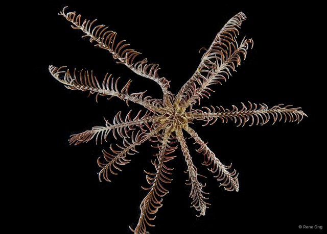 Crinoidea sp. "Feather star 5414DR2-029_032"•&copy; Rene Ong•All Rights Reserved