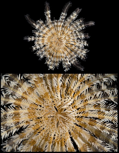 Crinoidea sp. "Feather star SEA-0011"•&copy; Rene Ong•All Rights Reserved