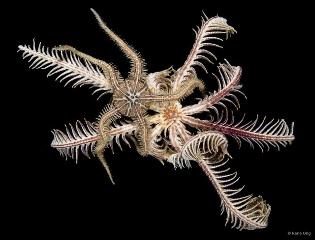 Crinoidea sp. "Feather star SEA-0298_99"•&copy; Rene Ong•All Rights Reserved