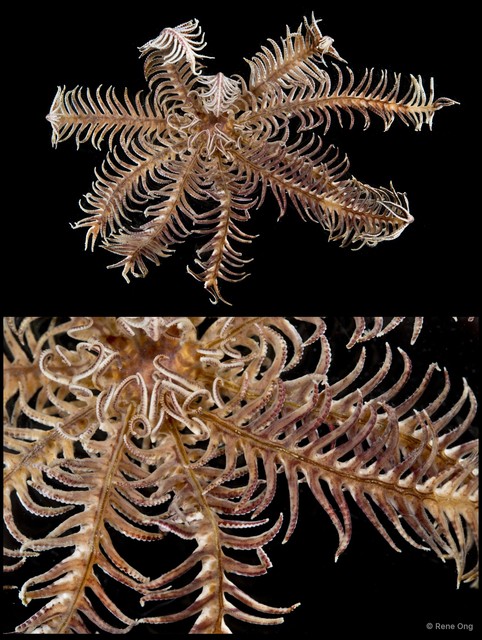 Crinoidea sp. "Feather star SEA-1862"•&copy; Rene Ong•All Rights Reserved