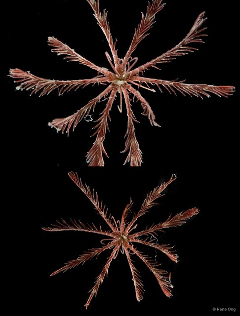 Crinoidea sp. "Feather star SEA-1982"•&copy; Rene Ong•All Rights Reserved