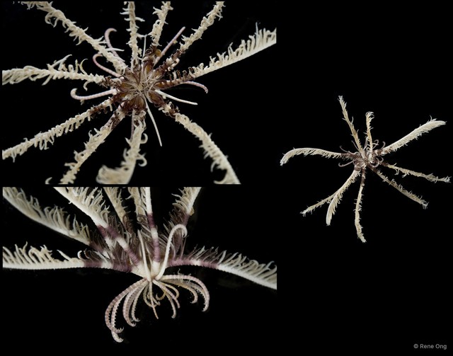 Crinoidea sp. "Feather star SEA-1984"•&copy; Rene Ong•All Rights Reserved
