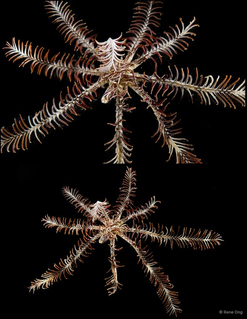 Crinoidea sp. "Feather star SEA-2121"•&copy; Rene Ong•All Rights Reserved