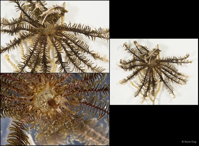 Crinoidea sp. "Feather star SEA-2163"•&copy; Rene Ong•All Rights Reserved