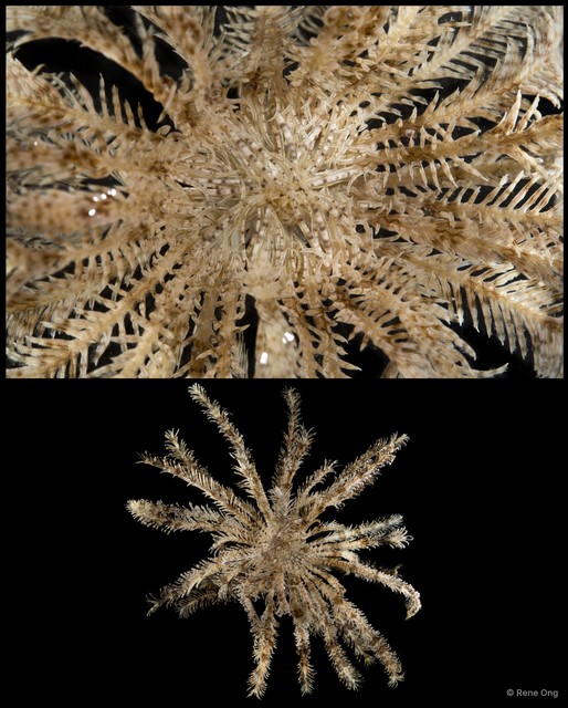 Crinoidea sp. "Feather star SEA-2801"•&copy; Rene Ong•All Rights Reserved