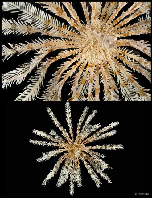 Crinoidea sp. "Feather star SEA-2804"•&copy; Rene Ong•All Rights Reserved