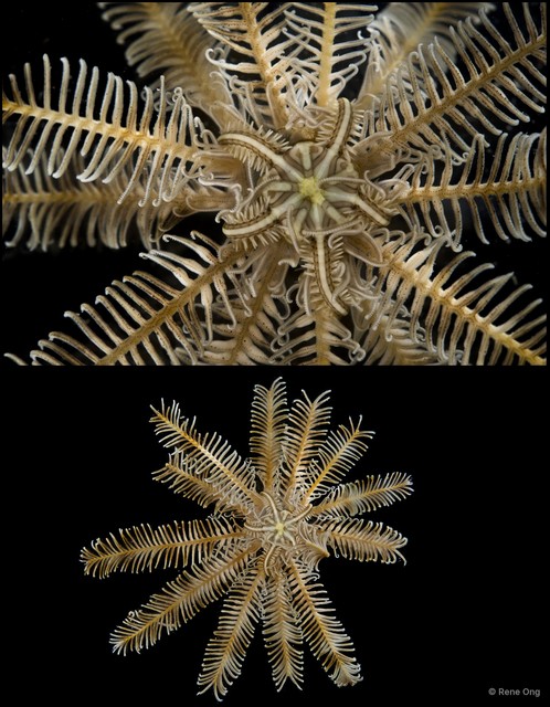 Crinoidea sp. "Feather star SEA-7761"•&copy; Rene Ong•All Rights Reserved