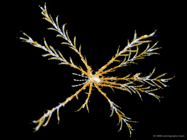 Crinoidea sp. "Feather star SS-2030"•&copy; CMBS photography team•All Rights Reserved