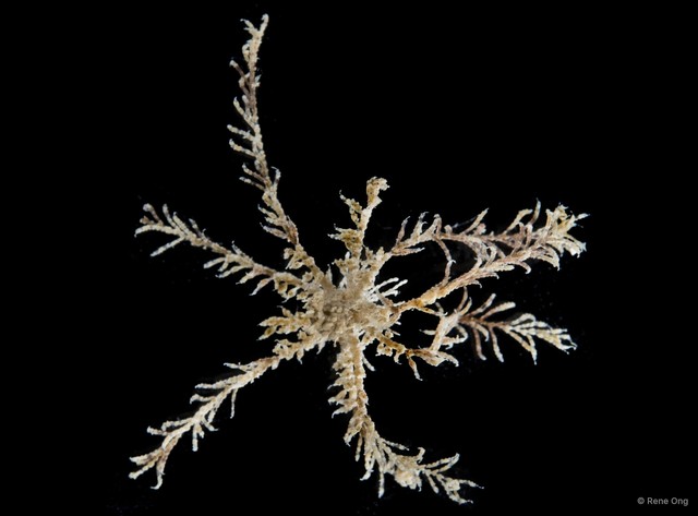 Crinoidea sp. "Feather star SUB-0086"•&copy; Rene Ong•All Rights Reserved