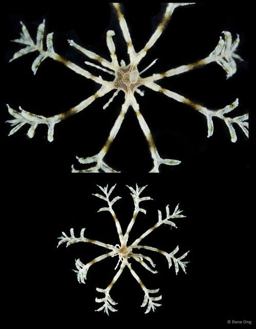 Crinoidea sp. "Juvenile feather star SUB-1057"•&copy; Rene Ong•All Rights Reserved