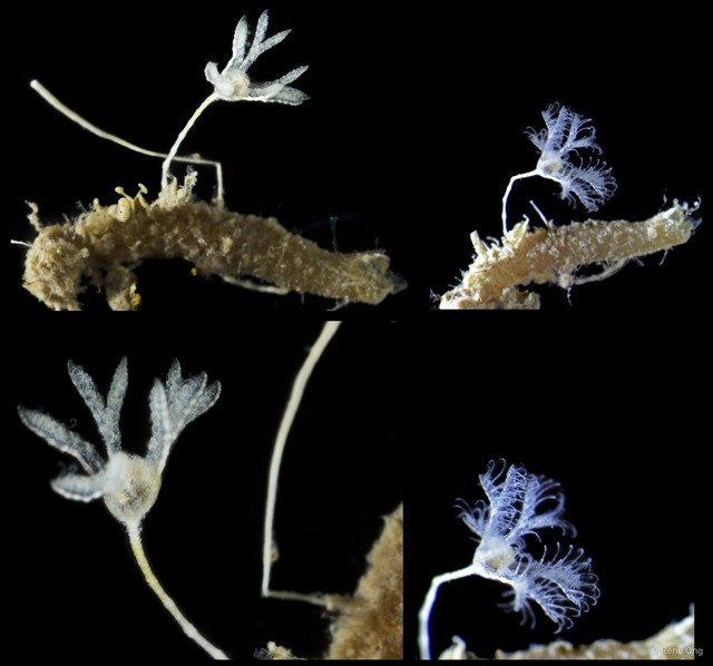 Crinoidea sp. "Juvenile feather star SUB-1541"•&copy; Rene Ong•All Rights Reserved