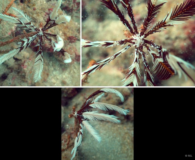 Oligometra sp. "IP0059"•&copy; REL•All Rights Reserved
