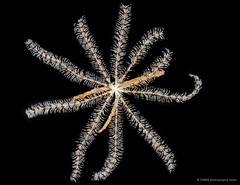 Oligometra serripinna•&copy; CMBS photography team•All Rights Reserved