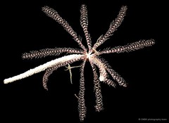 Oligometra serripinna•&copy; CMBS photography team•All Rights Reserved