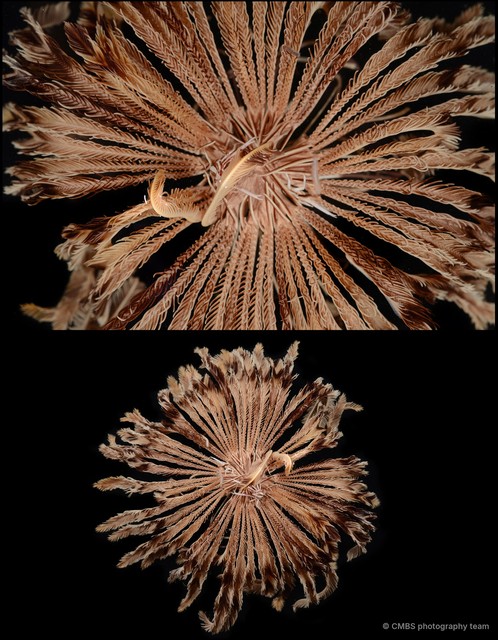 Pontiometra andersoni•&copy; CMBS photography team•All Rights Reserved