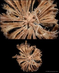 Pontiometra andersoni•&copy; CMBS photography team•All Rights Reserved