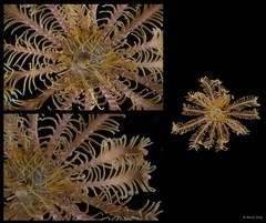 Capillaster multiradiatus•&copy; Rene Ong•All Rights Reserved