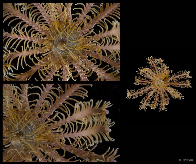 Capillaster multiradiatus•&copy; Rene Ong•All Rights Reserved