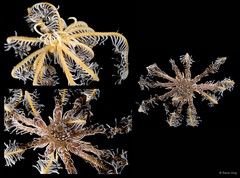 Capillaster multiradiatus•&copy; Rene Ong•All Rights Reserved