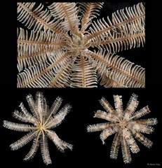 Capillaster multiradiatus•&copy; Rene Ong•All Rights Reserved