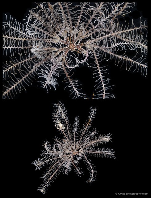 Comatula sp. "2"•&copy; CMBS photography team•All Rights Reserved