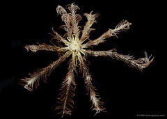 Comatula sp. "cf. pectinata"•&copy; CMBS photography team•All Rights Reserved