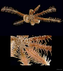 Comatula sp. "cf. solaris"•&copy; Rene Ong•All Rights Reserved
