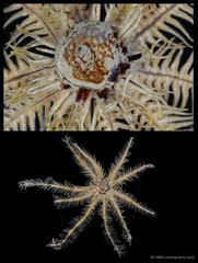 Comatula sp. "cf. solaris"•&copy; CMBS photography team•All Rights Reserved