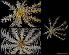 Comatula sp. "cf. solaris"•&copy; CMBS photography team•All Rights Reserved