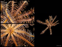 Comatula sp. "cf. solaris"•&copy; Rene Ong•All Rights Reserved