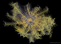 Phanogenia typica•&copy; CMBS photography team•All Rights Reserved