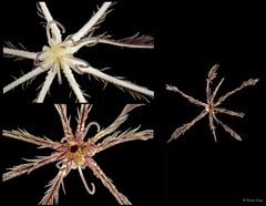 Amphimetra sp. "cf. discoidea"•&copy; Rene Ong•All Rights Reserved