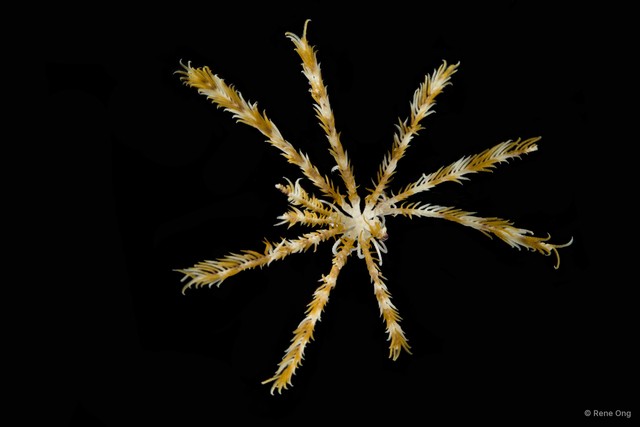 Himerometra sp. "cf. bartschi"•&copy; Rene Ong•All Rights Reserved