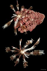 Himerometra sp. "cf. bartschi"•&copy; Rene Ong•All Rights Reserved