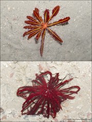 Himerometra robustipinna•&copy; Ria Tan•All Rights Reserved