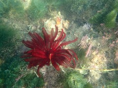 Himerometra robustipinna•&copy; Rene Ong•All Rights Reserved